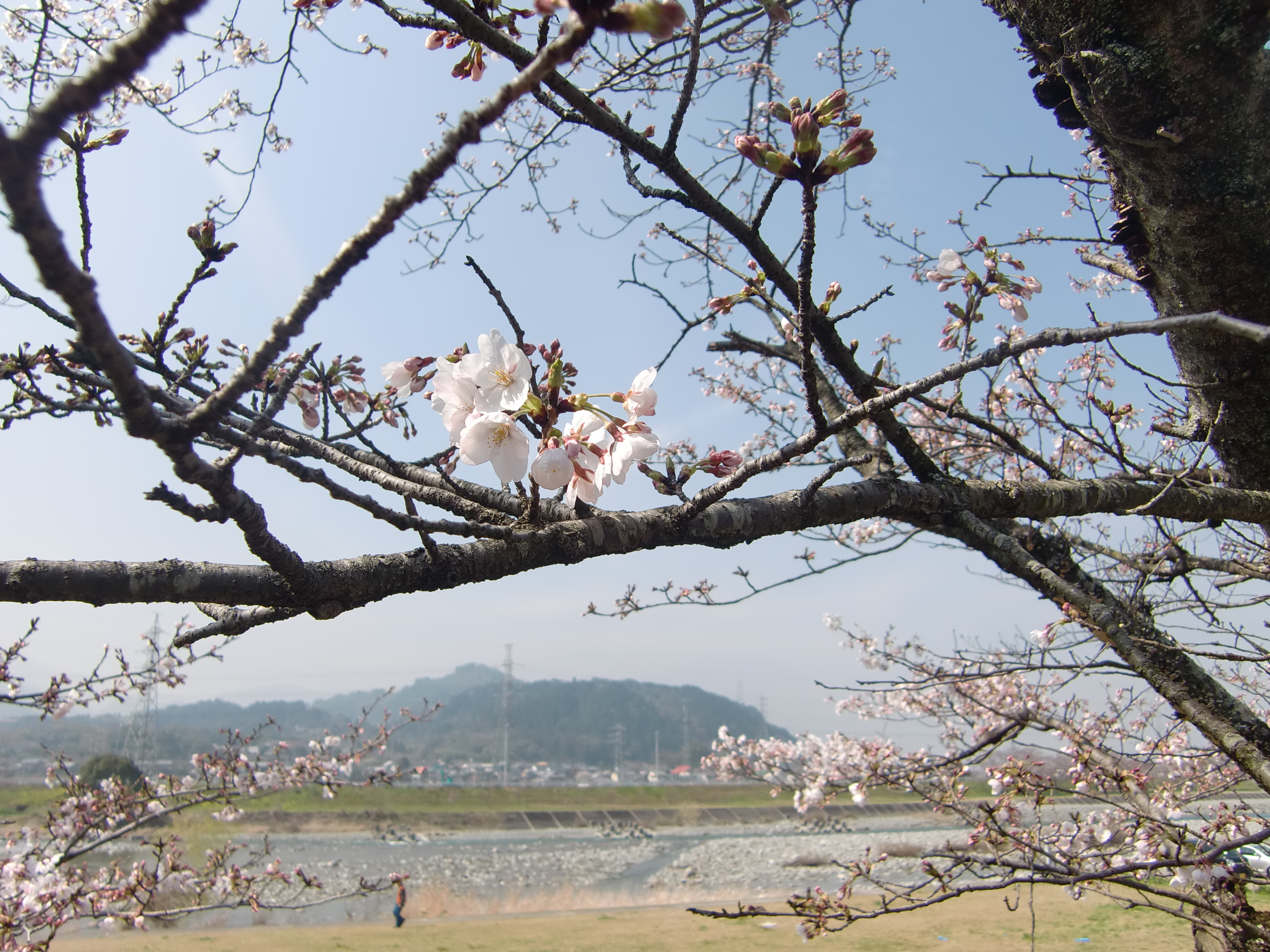 武丈公園　桜咲きました。