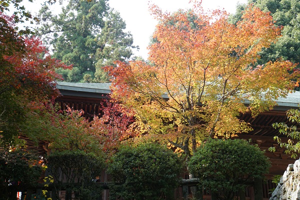 西山興隆寺の紅葉状況！