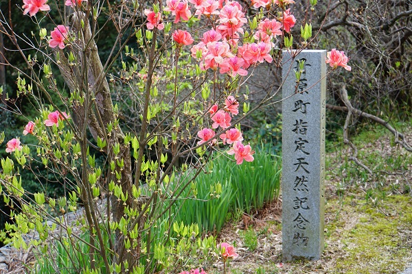 禎瑞の芝桜、法安寺の牡丹、高知八幡神社ツツジの開花状況！