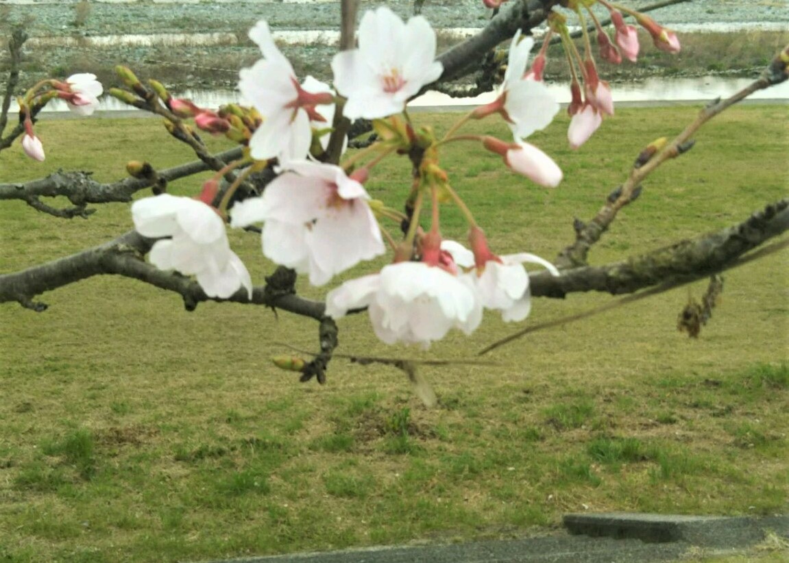 武丈の桜　開花状況　2021年3月22日(月)