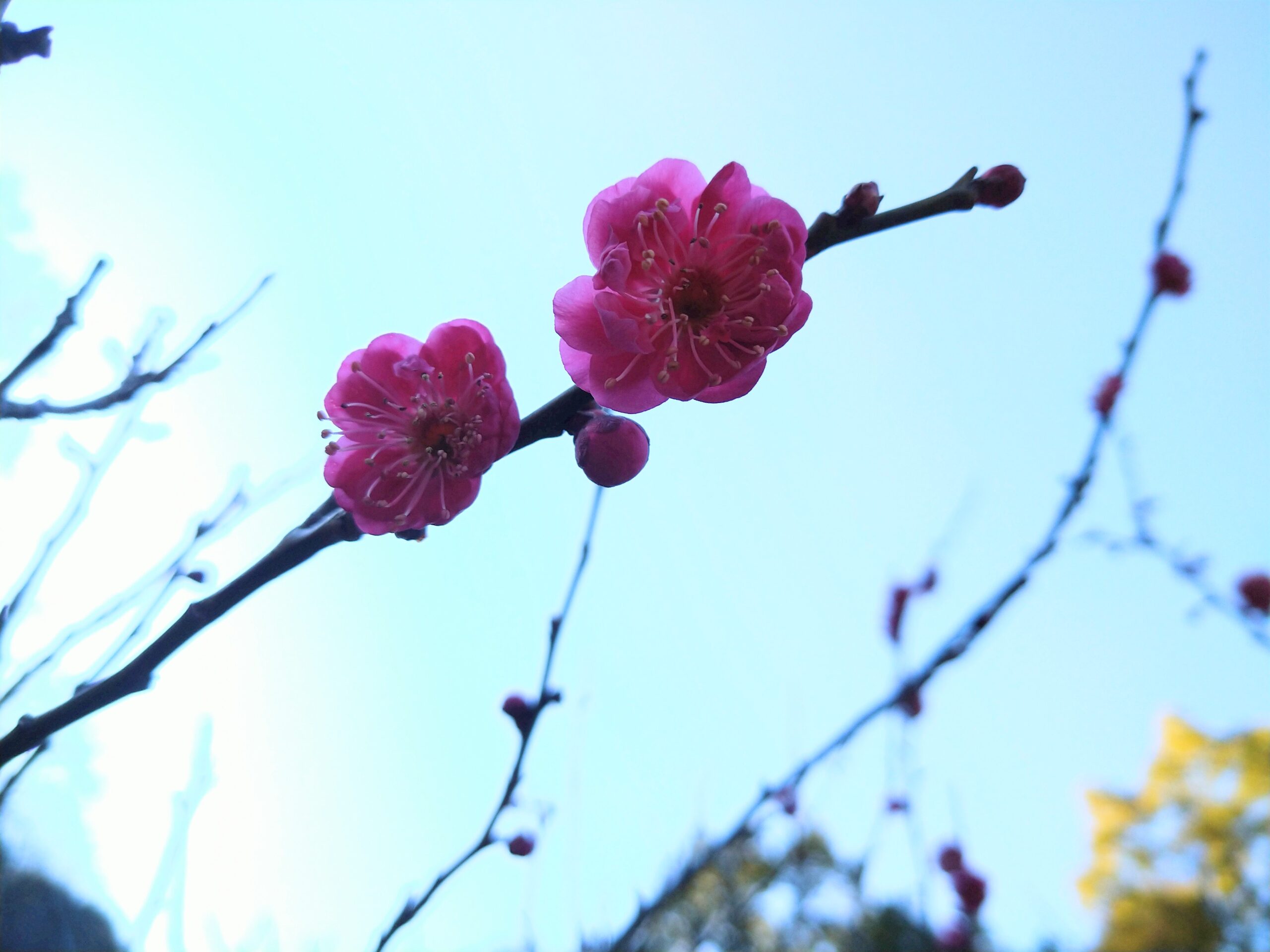 市民の森　梅開花状況