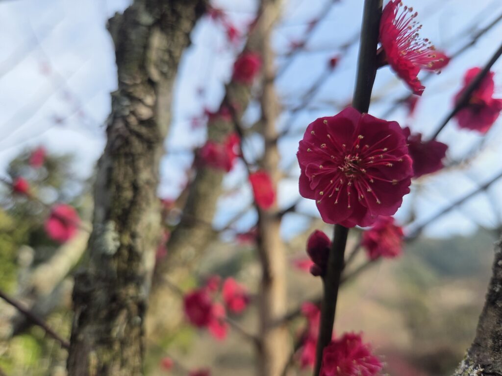梅開花状況　西条市市民の森(26/2/13現在)