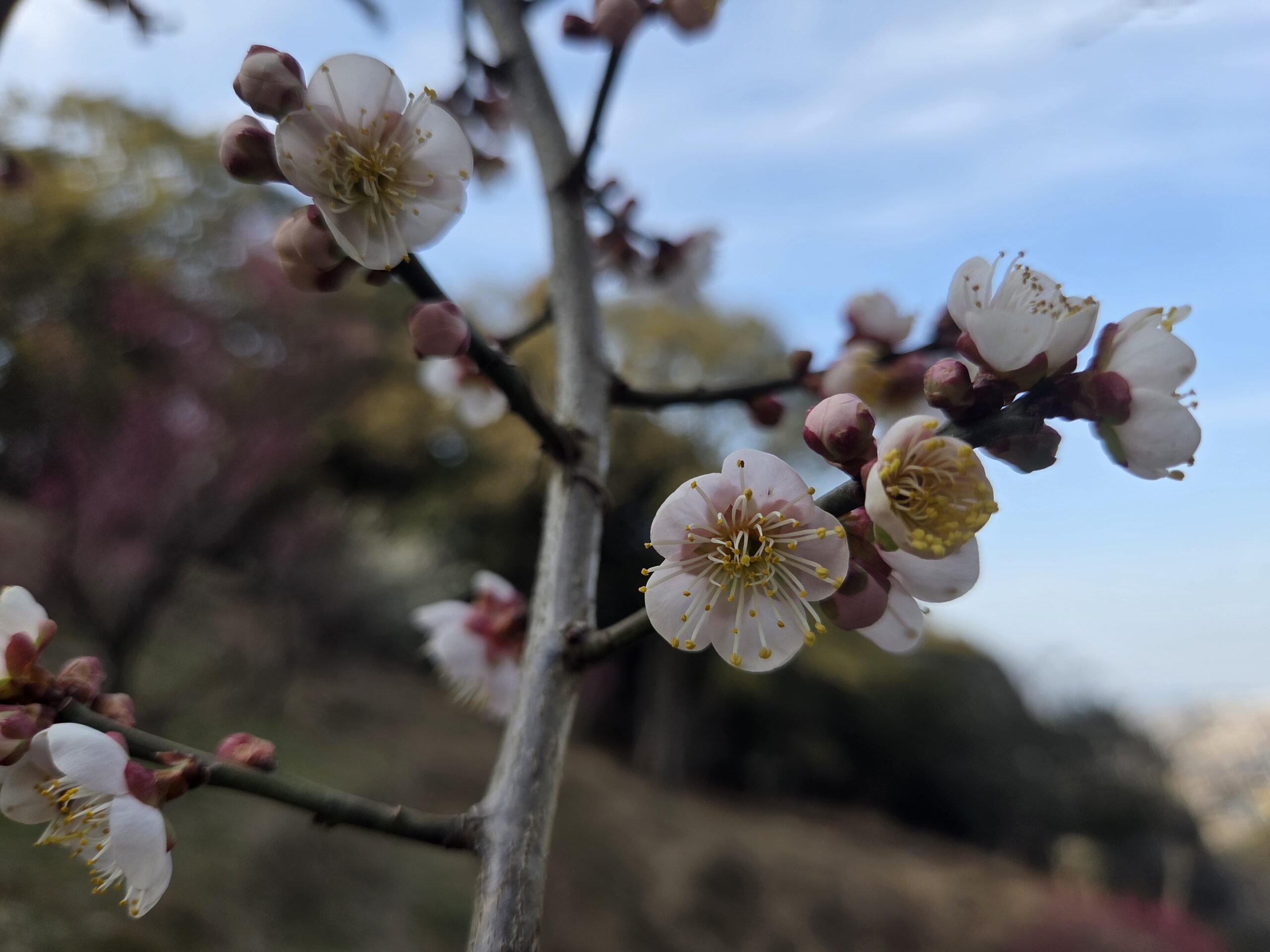梅開花状況　市民の森　(26/2/13)