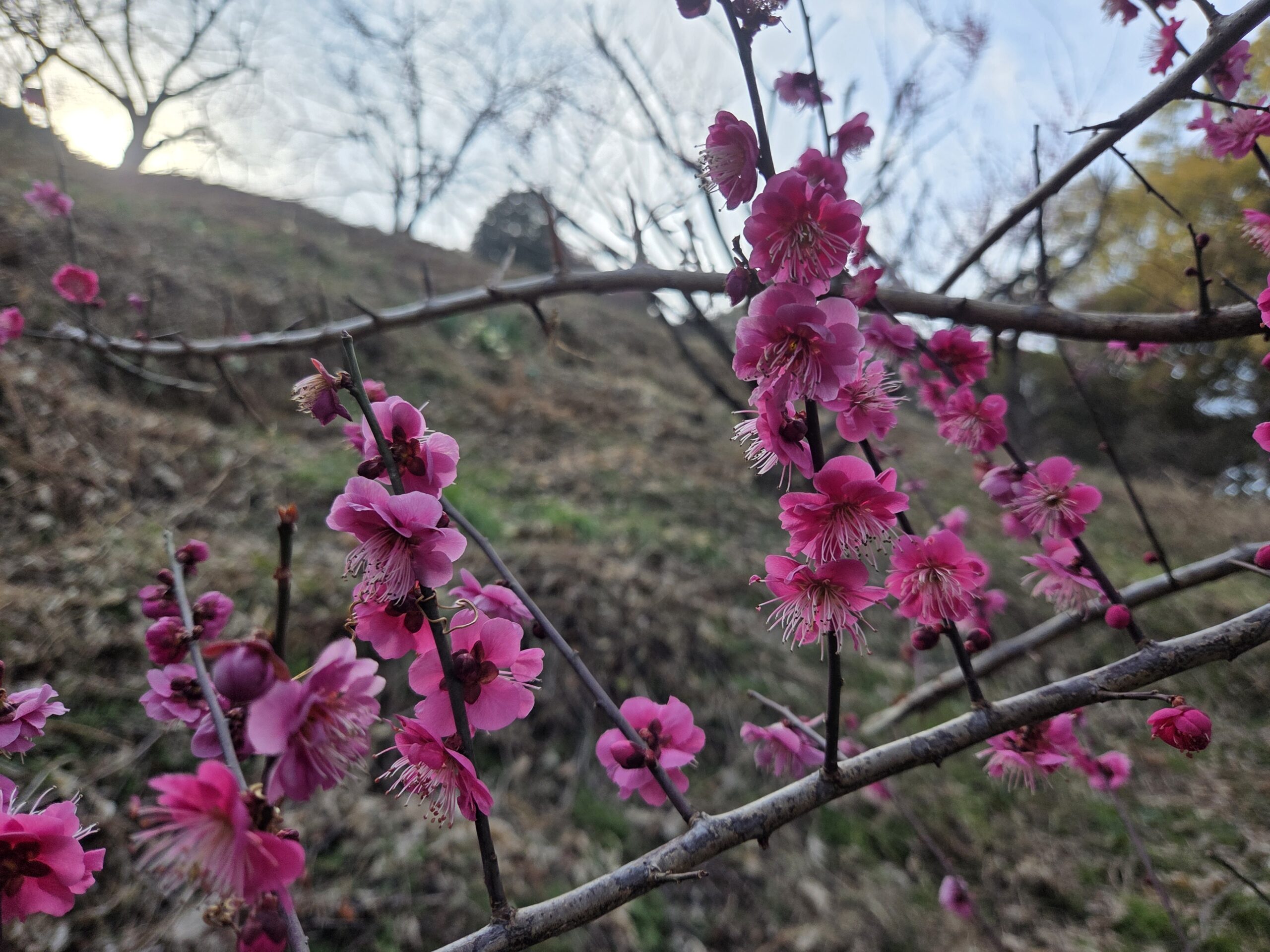 梅開花状況　市民の森　(26/2/13)