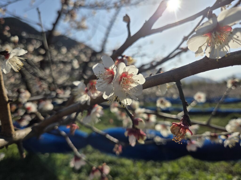 佐伯梅園　梅まつり開催(26/2/2～2/27)