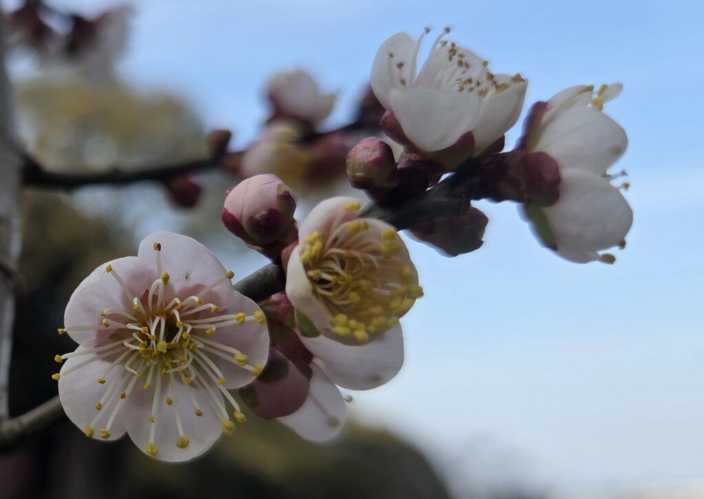 佐伯梅園　梅まつり開催(26/2/2～2/27)