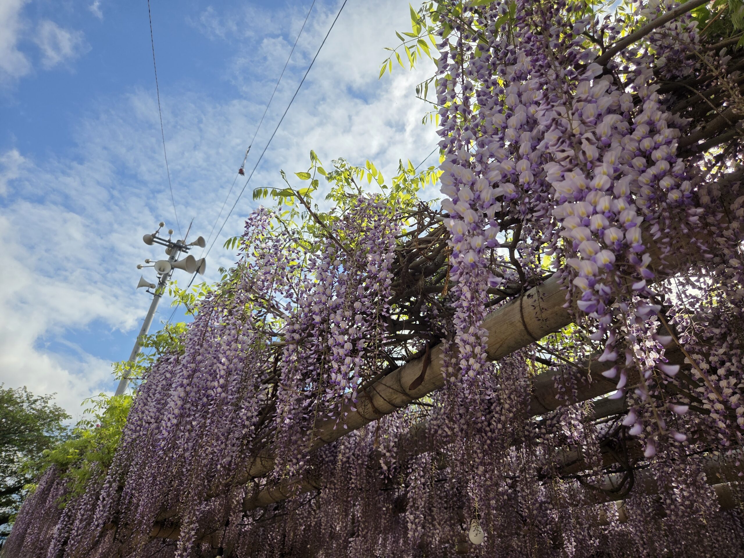 4/20禎祥寺(観音堂)の藤の花が見頃です