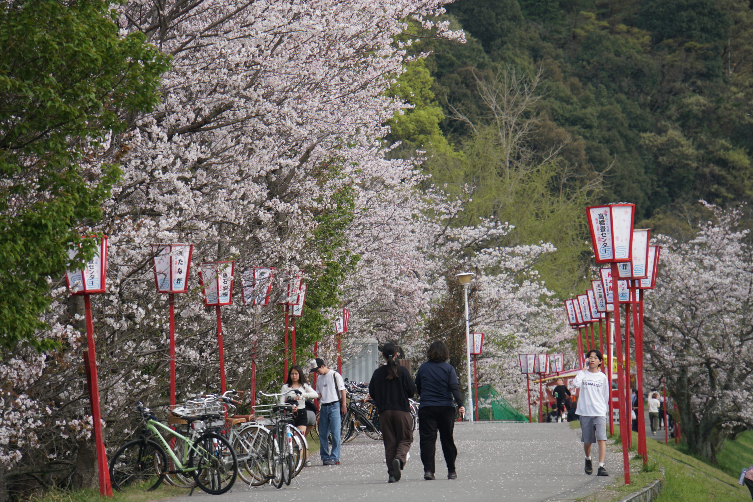 武丈の桜は満開です　26.04.07